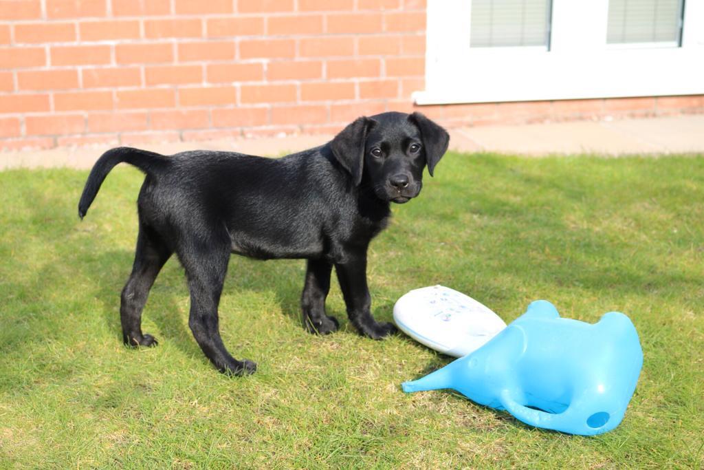 Black puppy