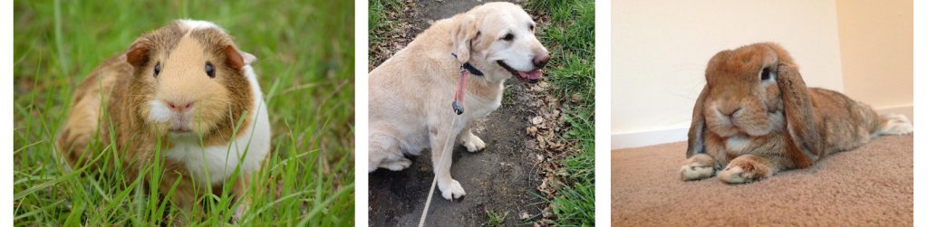 Guinea pig, yellow labrador and rabbit