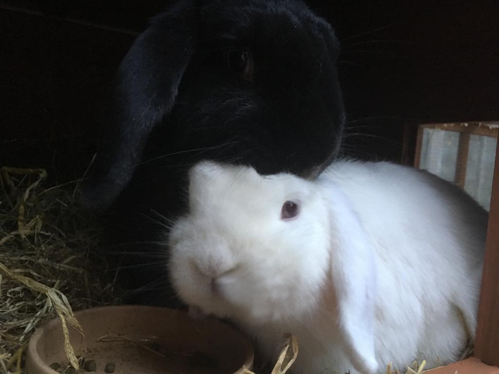 A black English Lop rabbit grooming a white mini lop rabbit