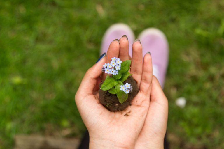 Photo of Forget me not flower in person's hand