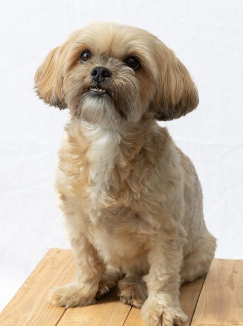 Photo of Lola, Paul and Becky's dog