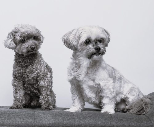Lola - Lhasa Apso and Rupert - Miniature Poodle sat together