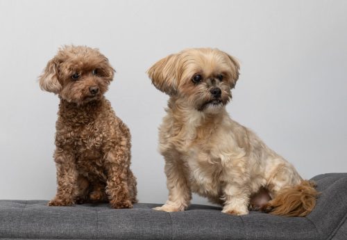 Rupert and Lola